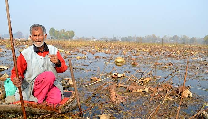 தால் ஏரியில்  தாமரைத் தண்டு அறுவடை! ‘காஸ்ட்லி’ உணவு வகையின் சிறப்பு என்ன?