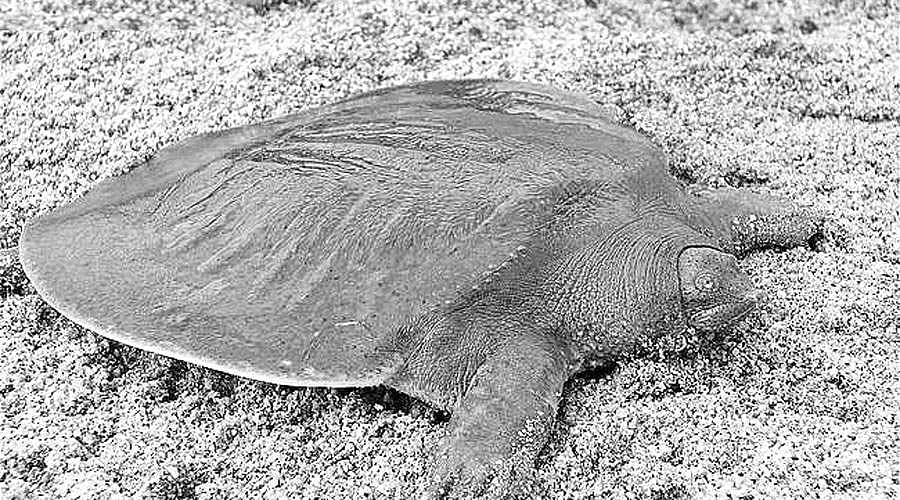 அங்கிள் ஆன்டெனா  