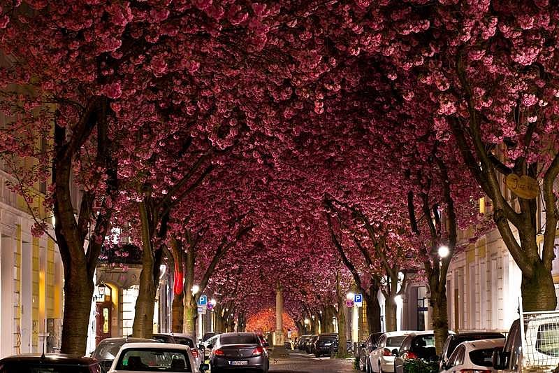 ஜெர்மனியில் செர்ரி மலர்களின் கோலாகலம்!