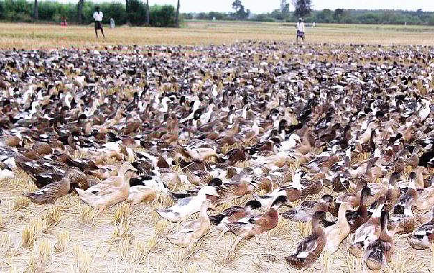 நாள்தோறும் வருவாய் ஈட்டித் தரும் வாத்து வளர்ப்பு!