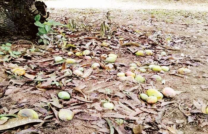 வறட்சியால் மா விளைச்சல் கடும் பாதிப்பு: மரங்கள் காய்ந்து கருகின