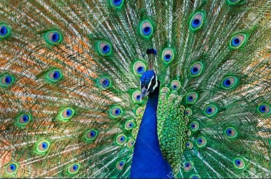 மயிலுக்குத் தோகையில் கண் போன்ற அமைப்பு வந்தது எப்படித் தெரியுமா?