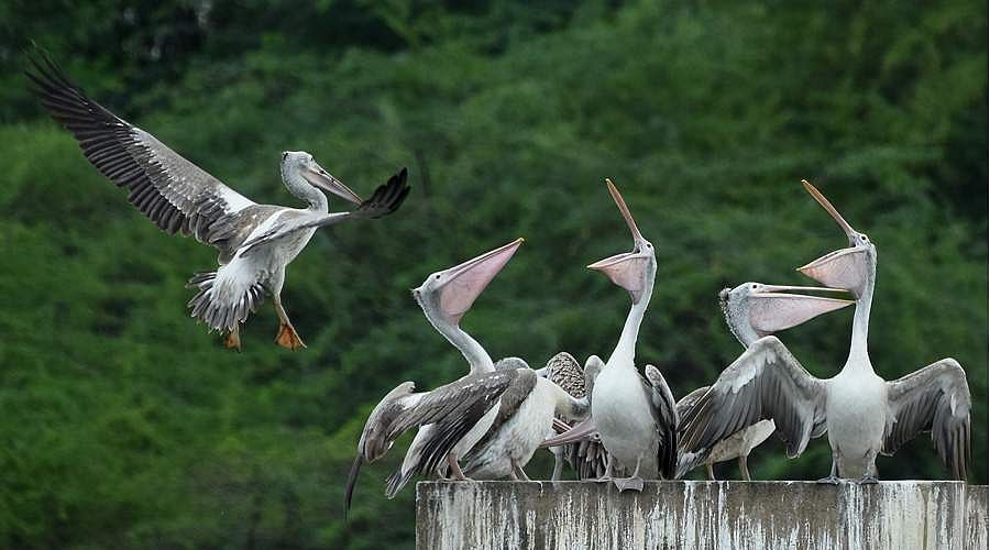 பறவை என்ற தலைப்பில் வாசகர்கள் எழுதிய கவிதைகள் பகுதி 2