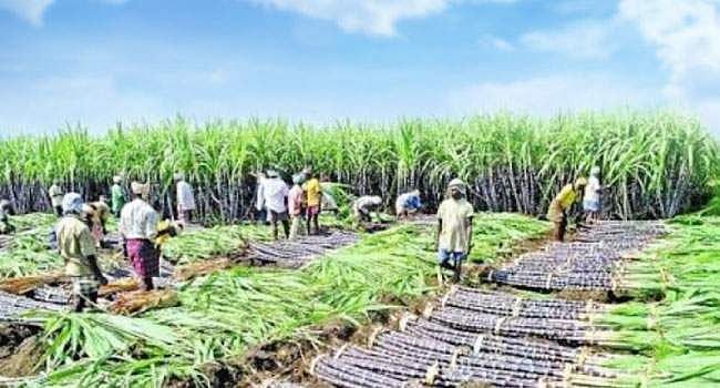 விவசாயிகளுக்கு இனிக்காத கரும்பு: காஞ்சிபுரம் மாவட்டத்தில் குறைந்து வரும் கரும்பு விவசாயம்