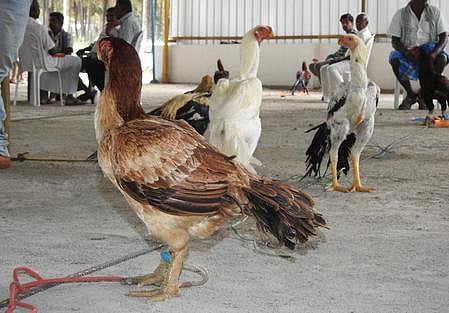 வெயிலின் தாக்கம் அதிகரிப்பால் கோழிகளுக்கு வெப்ப அயற்சி ஏற்பட வாய்ப்பு: வானிலை ஆய்வு மையம்