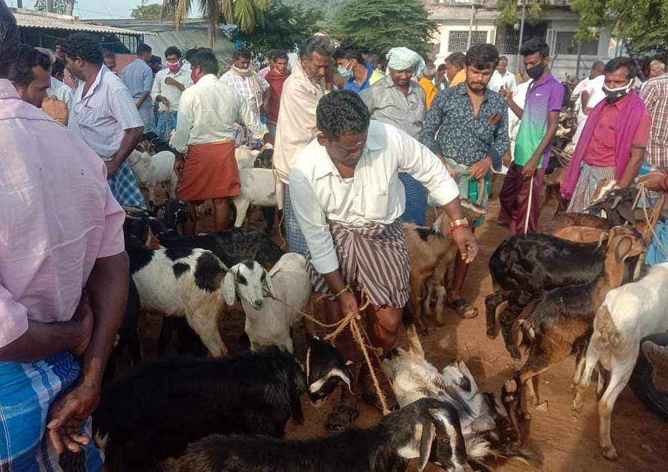தீபாவளி தேவை: பேளூர் வாரச்சந்தையில் ஆடுகள் விலை உயர்வு