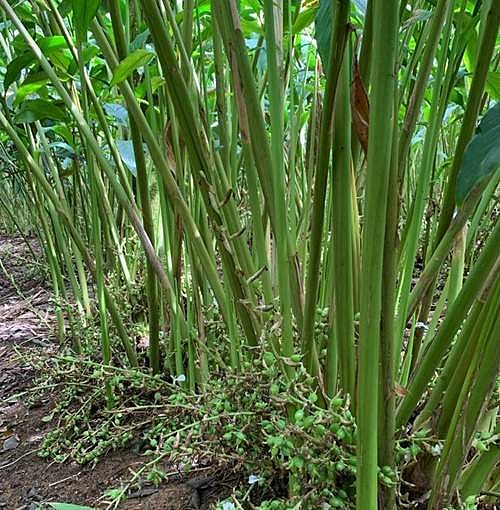 கேரளத்தில் தமிழக தோட்டத் தொழிலாளர்களுக்குச் சிக்கல்!