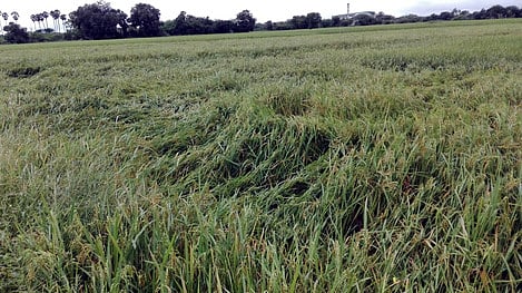 அறுவடை செய்ய முடியாமல் கருகிய 60,000 ஏக்கா் நெற்பயிா்