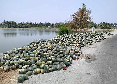 நுகர்வின்மை, விலை வீழ்ச்சியால் மீன்களுக்கு உணவாகும் தர்பூசணிப் பழங்கள்