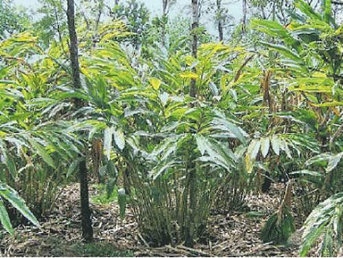 பொது முடக்கம் நீட்டிப்பு: ஏலக்காய் விவசாயிகளுக்கு சிக்கல்