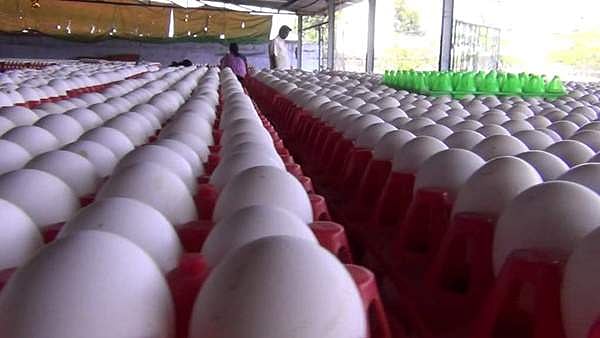 மீண்டும் சரிவை சந்திக்கும் கோழிப்பண்ணை தொழில்! - 10 கோடி முட்டைகள் தேக்கம்