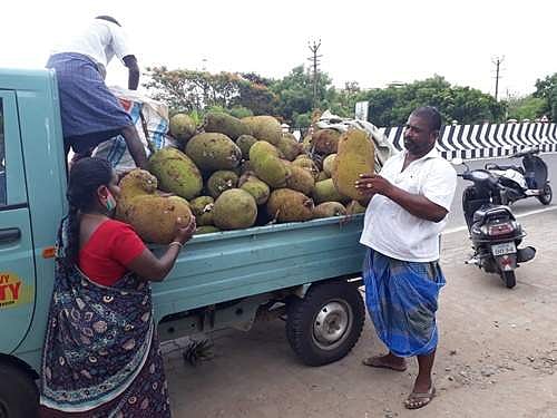 விளைச்சல் அதிகரிப்பு,  வாங்க வியாபாரிகள் இல்லை: சாலையோரம் குவிக்கப்படும் கொல்லிமலை பலாப் பழங்கள்!