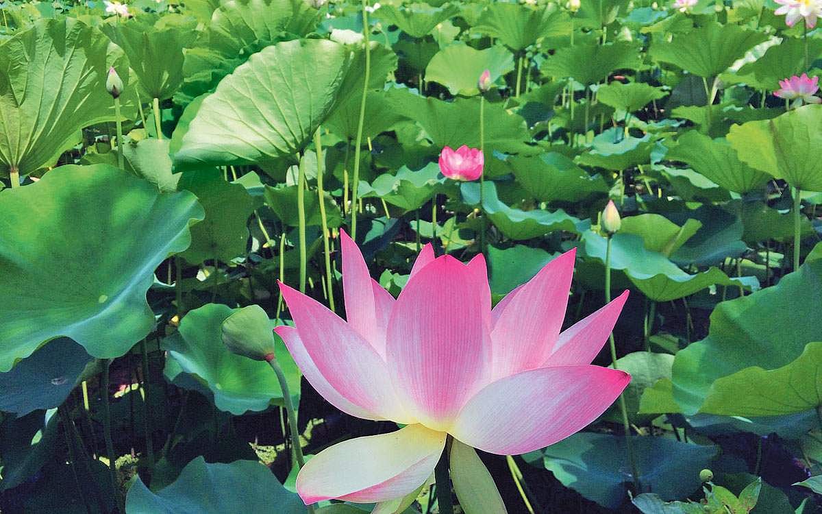 நீர்வாழ் தாவரங்களுக்கான  பூங்கா!