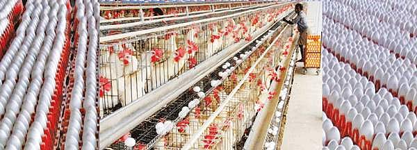 பள்ளி மாணவர்களுக்கு வழங்க 50 கோடி முட்டைகள் தயார்!