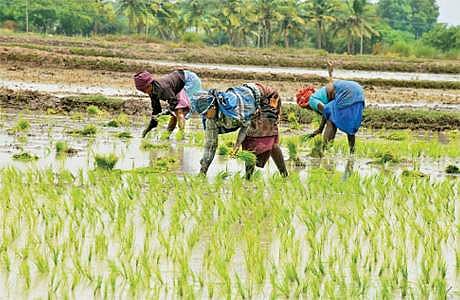 பிரதமரின் விவசாய உதவித் திட்டத்தில் மோசடிக்கு வழிகோலிய ‘கடவுச்சொல்’!