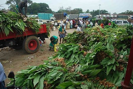 ஈரோடு மஞ்சள் சந்தைக்கு பிப்ரவரி 16-இல் விடுமுறை