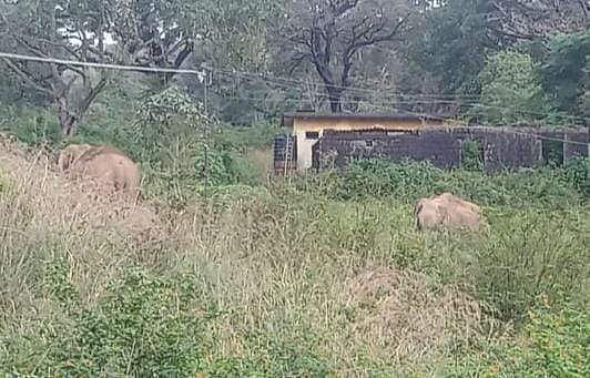 மாஞ்சோலைக் குயிலின் அறிவுரை