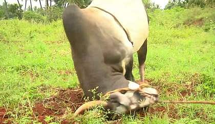 அலங்காநத்தம் ஜல்லிக்கட்டு: தயாராகும் முரட்டுக் காளைகள்!