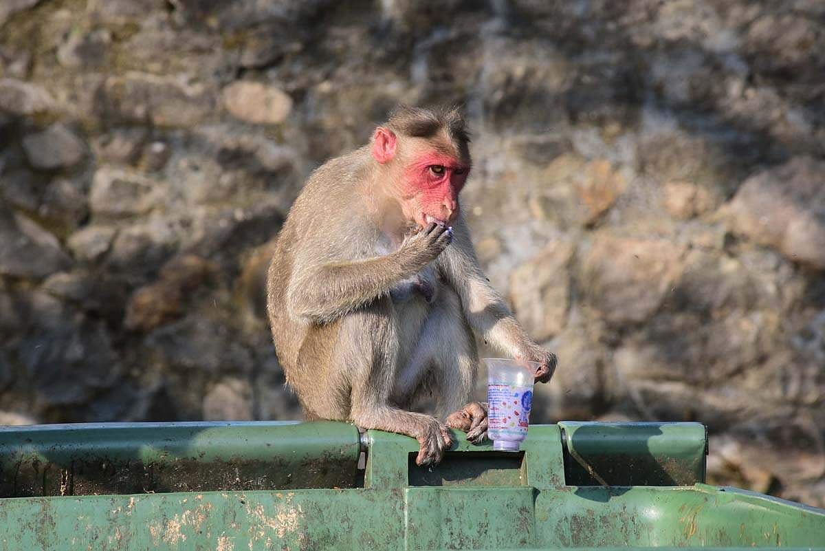 ‘கல்லூரி வளாகங்களில் குரங்குகளுக்கு உணவு கொடுக்கக் கூடாது’