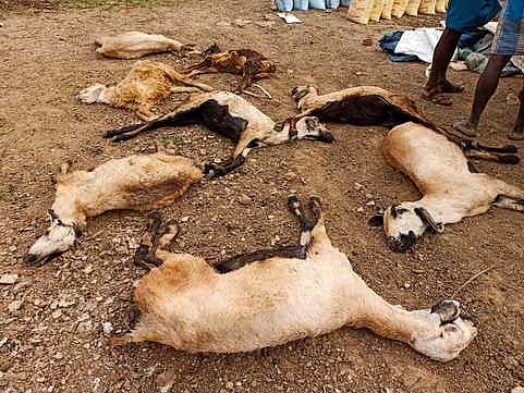 செஞ்சி அருகே மா்ம விலங்கு கடித்து 5 ஆடுகள் உயிரிழப்பு