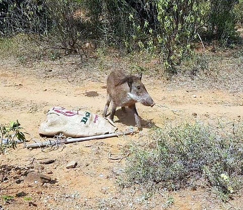 காட்டுப் பன்றி தாக்கியதில் ரப்பா் பால்வடிப்புத் தொழிலாளி காயம்