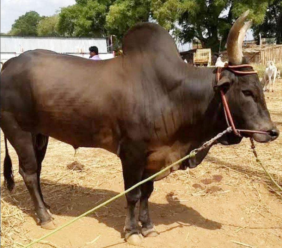 காங்கயம்: போட்டியிட யாருக்கு வாய்ப்பு?