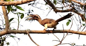 நிலப்பரப்பில் வாழும் பறவைகள் கணக்கெடுப்பு!