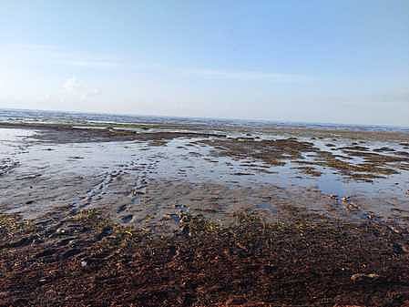 பாம்பனில் உள்வாங்கிய கடல்! மக்கள் அச்சம்!!