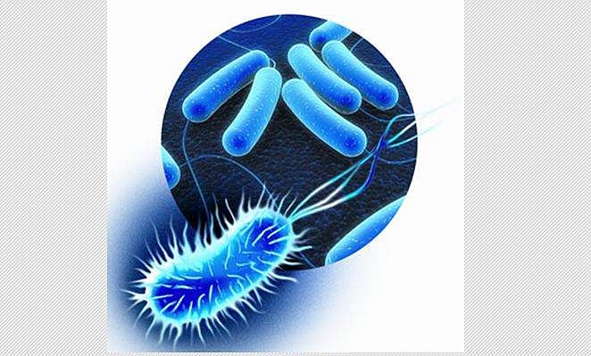 அறிவியல் ஆயிரம்: மனித குடல் பாக்டீரியாவும் மரபணுக்களும்