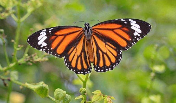 5 ஆயிரம் கி.மீ. வலசைபோகும் வண்ணத்துப் பூச்சிகள்! 4 தலைமுறைகள் கழிகின்றன!!