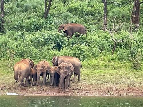 தேக்கடி ஏரியில் யானைகள் நடமாட்டம் அதிகரிப்பு: சுற்றுலாப் பயணிகள் உற்சாகம்