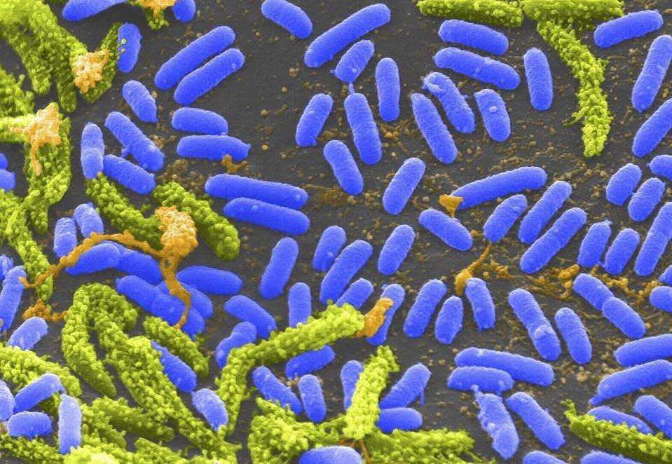 அறிவியல் ஆயிரம்: இருட்டில் ஆக்சிஜன் உற்பத்தி செய்யும் கடல் நுண்ணுயிரிகள்