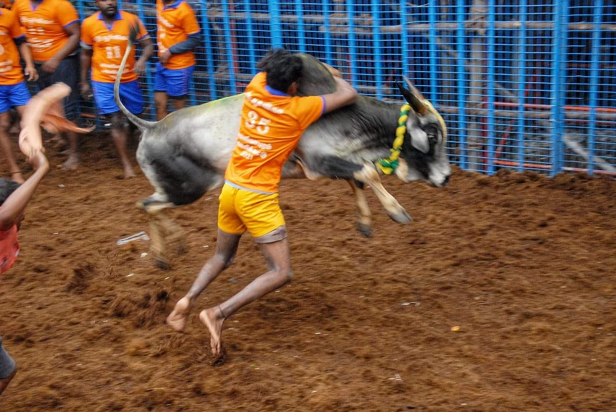 கரோனா சூழலில் ஜல்லிக்கட்டு அவசியமா?