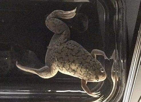 அறிவியல் ஆயிரம்: இழந்த கை, கால் உறுப்பை மீண்டும் பெற முடியுமா? - ஆய்வு