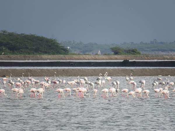 வேதாரண்யத்தில் தொடரும் மழை... கோடியக்கரை சரணாலயத்துக்கு குவியும் வெளிநாட்டு பறவைகள்!
