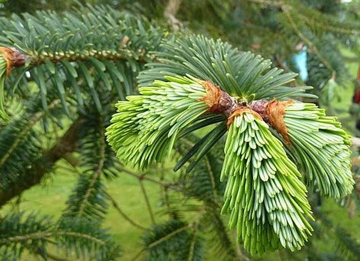 சுகம் தரும் சித்த மருத்துவம்: கப நோய்களுக்கு ‘தாளிசபத்திரி’ பலன் தருமா? 