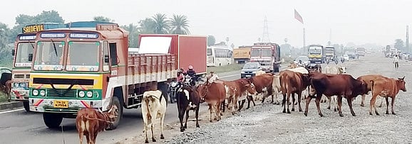 சாலைகளில்  சுற்றித் திரியும் கால்நடைகள்: அச்சத்தில் வாகன ஓட்டிகள்