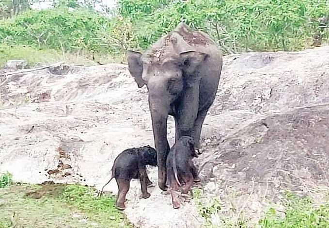 அங்கிள் ஆன்டெனா: நன்கு வளர்ந்த யானையின் எடை எவ்வளவு இருக்கும்?