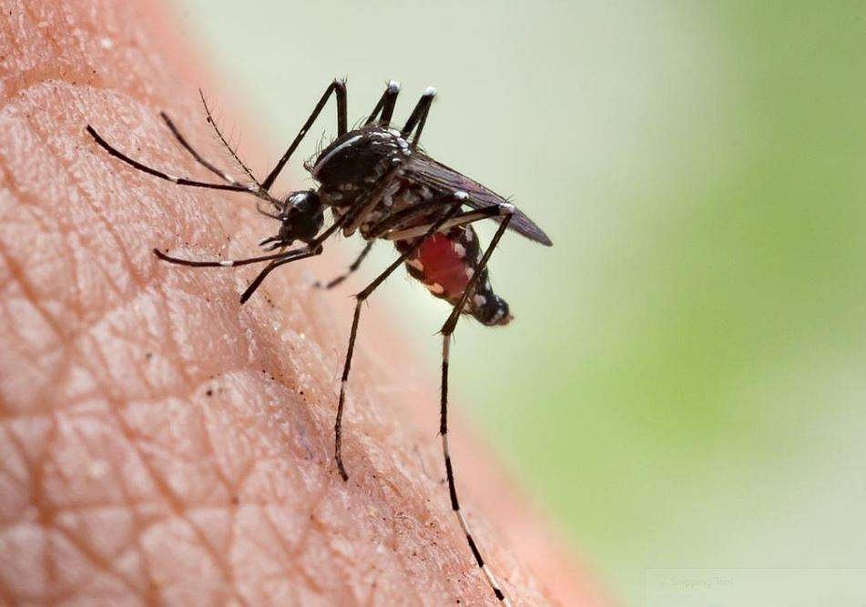 அறிவியல் ஆயிரம்: கொசு ஒரு சிலரை மட்டும் ஏன் அதிகம் கடிக்கிறது? - முழு விவரம்!