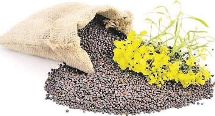 கடுகின் காரம் குறைய வேண்டாம்