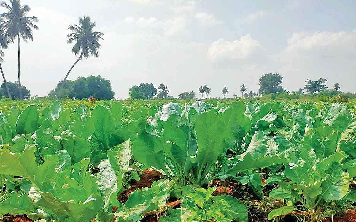 வறட்சிப் பகுதியில் காலிஃபிளவர்!