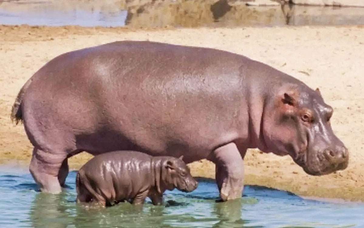 அங்கிள் ஆன்டெனா