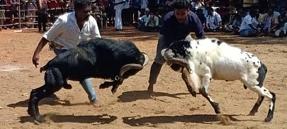 வத்தலகுண்டியில் கிடாய் முட்டுப் போட்டி