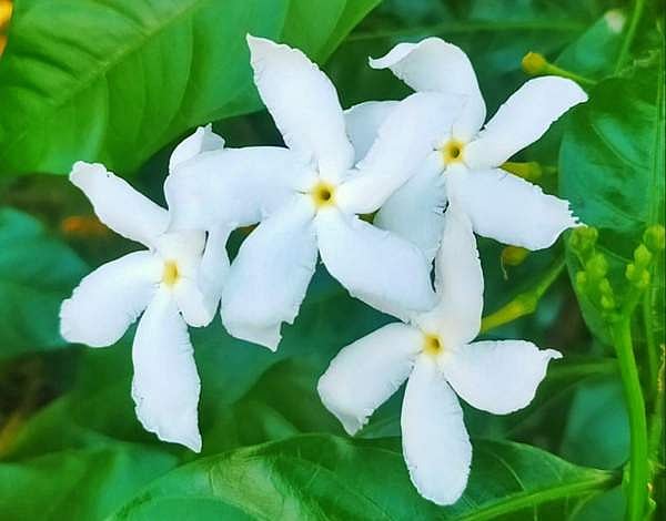 வரகு தின்று வாயாலெடுத்தது!