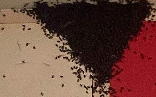 அருகி வரும் தேனீக்கள் இனம்