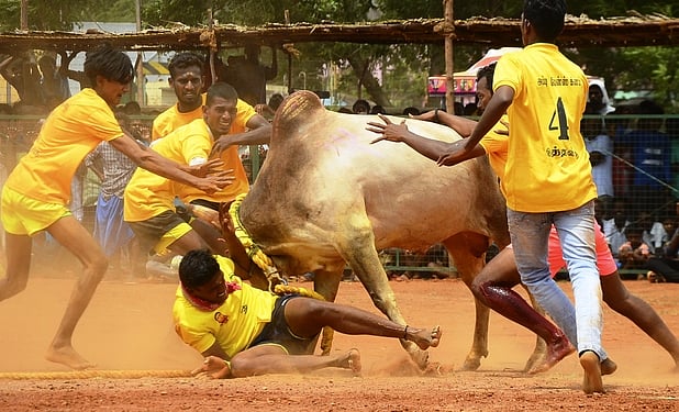 சிவகங்கை அருகே மஞ்சுவிரட்டு: 35 போ் காயம்