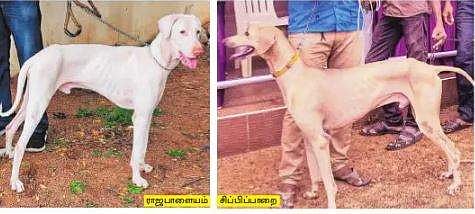 உயர் பாதுகாப்புப் பிரிவில் நாட்டின நாய்கள்