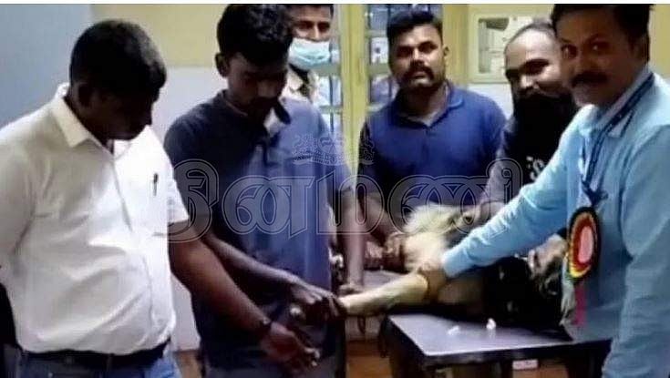 நல்வாய்ப்பாக நடந்தது: ரத்ததானம் அளித்து உயிரைக் காப்பாற்றிய நாய்