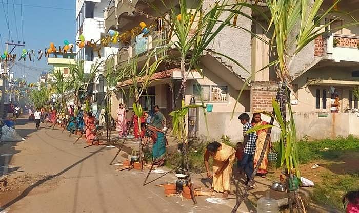 மனிதநேய பண்பாட்டு பொங்கல்! 