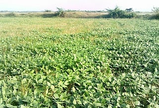 மாா்ச் 25 வரை விவசாயிகளிடம் உளுந்து கொள்முதல் செய்யப்படும்: காஞ்சிபுரம் ஆட்சியா்